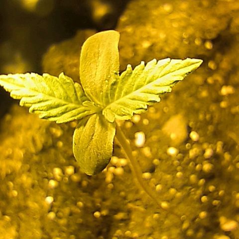 Genética desconocida growlog timeline photo