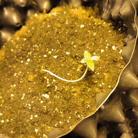 Genética desconocida growlog timeline photo