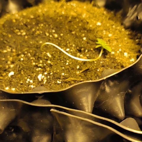 Genética desconocida growlog photo: Se han doblado al pasar los dias