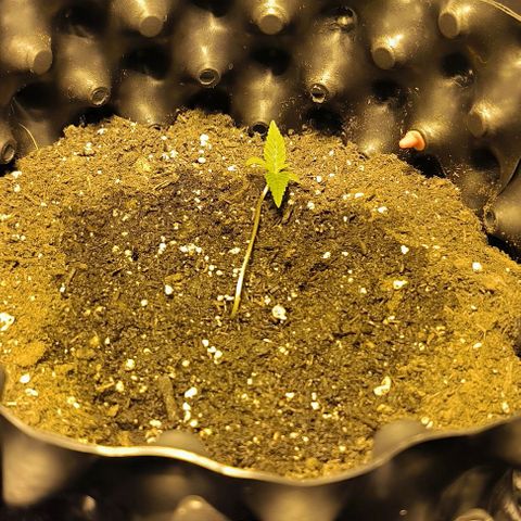 Genética desconocida growlog photo: Se han doblado al pasar los dias