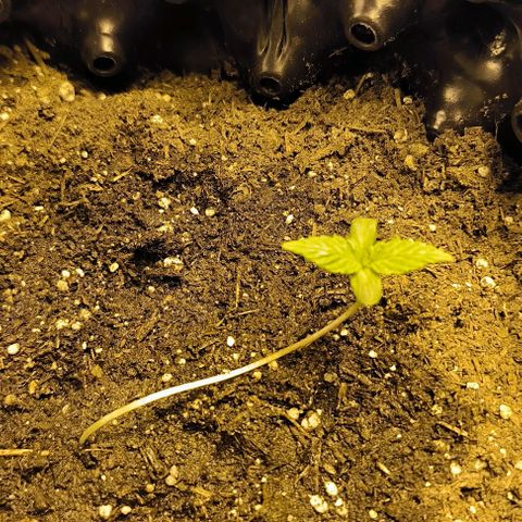 Genética desconocida growlog photo: Se han doblado al pasar los dias
