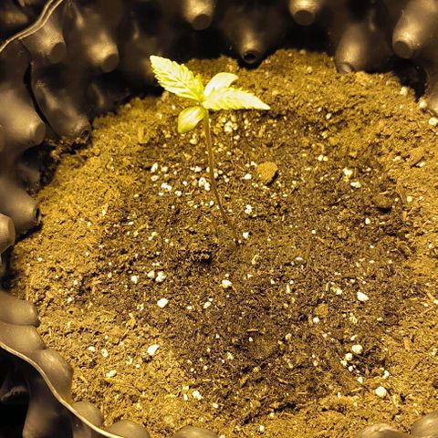 Genética desconocida growlog photo: Se han doblado al pasar los dias