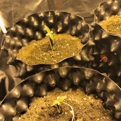 Genética desconocida growlog photo: Arreglo de talló 