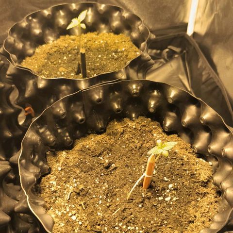 Genética desconocida growlog photo: Arreglo de talló 
