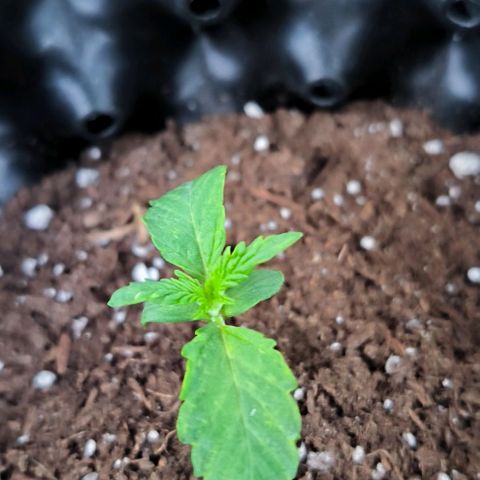 Genética desconocida growlog timeline photo