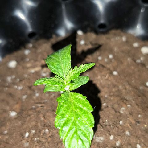 Genética desconocida growlog timeline photo