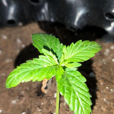 Genética desconocida growlog timeline photo