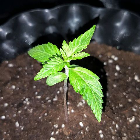 Genética desconocida growlog timeline photo