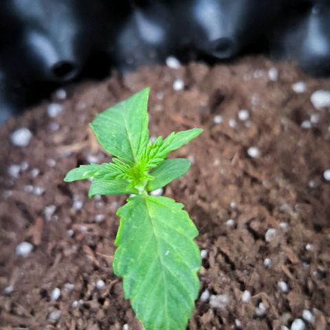 Genética desconocida growlog timeline photo