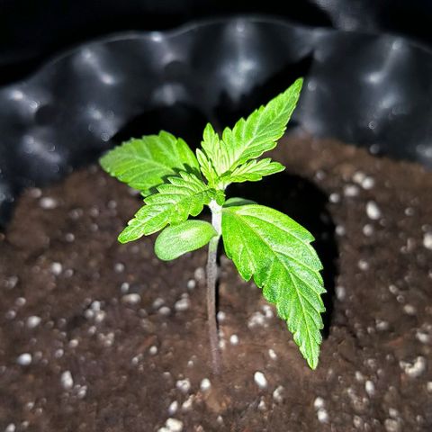 Genética desconocida growlog timeline photo