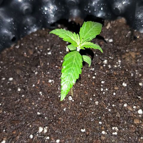 Genética desconocida growlog timeline photo