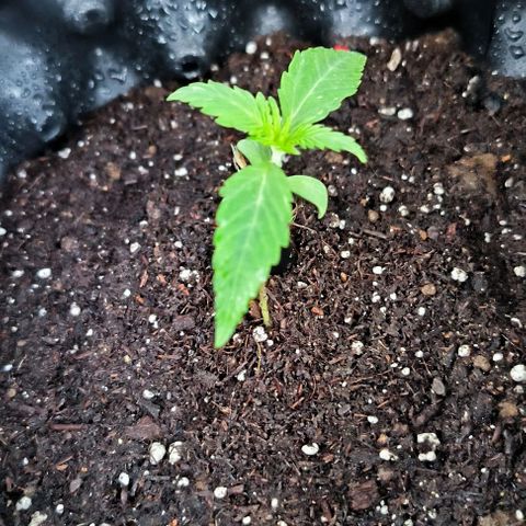 Genética desconocida growlog timeline photo