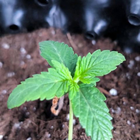 Genética desconocida growlog timeline photo