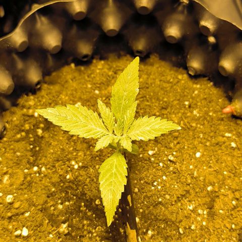 Genética desconocida growlog timeline photo