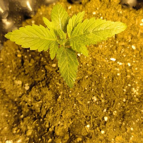 Genética desconocida growlog timeline photo