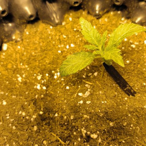 Genética desconocida growlog timeline photo