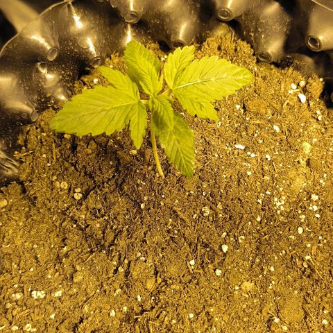 Genética desconocida growlog timeline photo