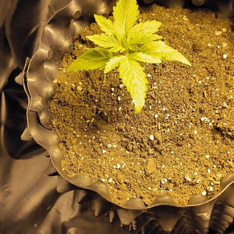 Genética desconocida growlog timeline photo