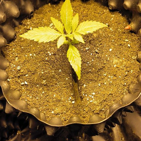 Genética desconocida growlog timeline photo