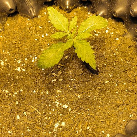 Genética desconocida growlog timeline photo