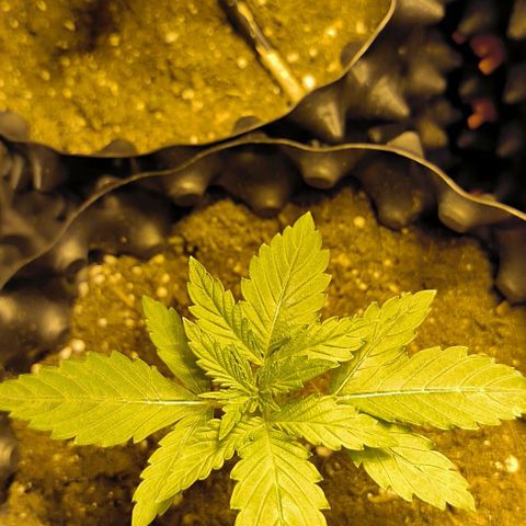 Genética desconocida growlog timeline photo