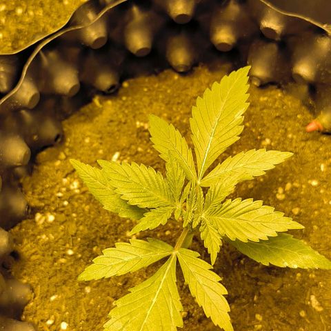 Genética desconocida growlog timeline photo