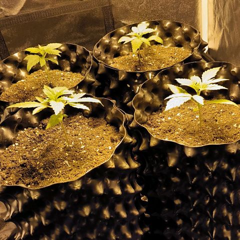 Genética desconocida growlog timeline photo