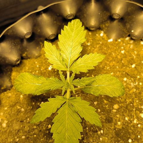 Genética desconocida growlog timeline photo