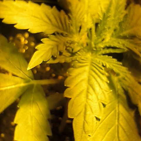Genética desconocida growlog photo: Empiezan estado vegetativo mis bbs