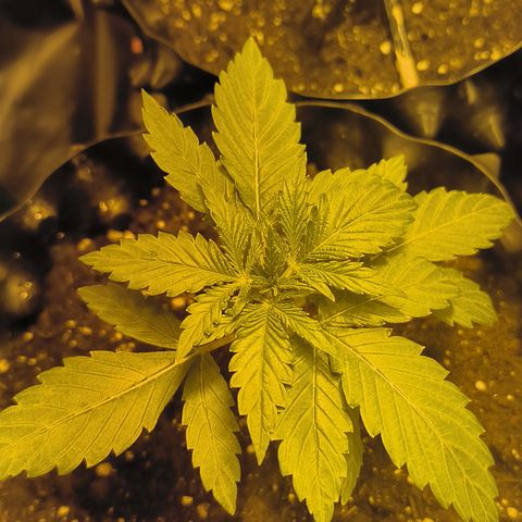 Genética desconocida growlog photo: Empiezan estado vegetativo mis bbs