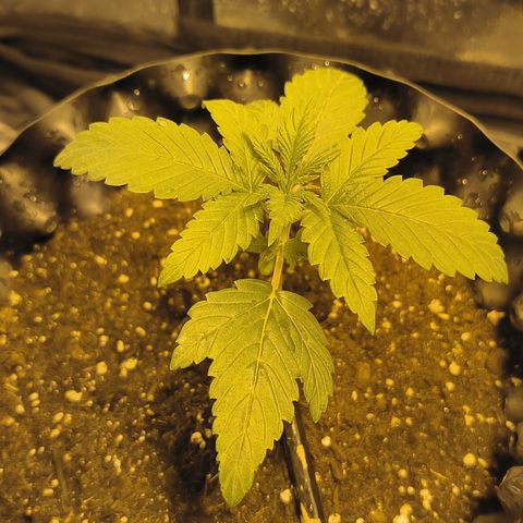 Genética desconocida growlog photo: Empiezan estado vegetativo mis bbs
