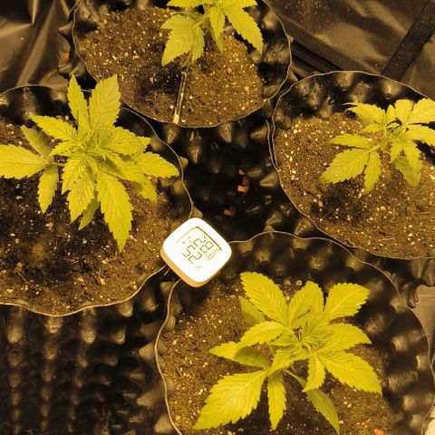 Genética desconocida growlog photo: Empiezan estado vegetativo mis bbs