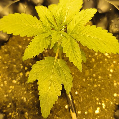 Genética desconocida growlog photo: Empiezan estado vegetativo mis bbs