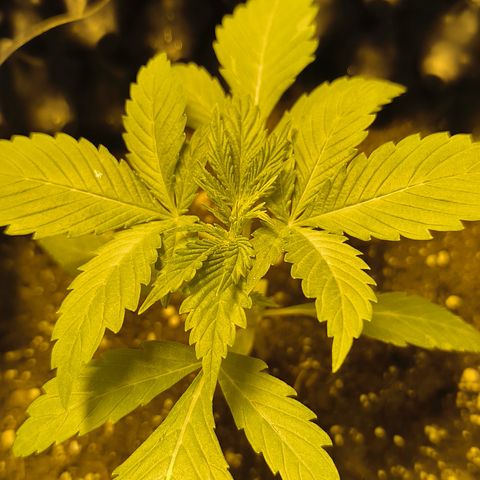 Genética desconocida growlog photo: Empiezan estado vegetativo mis bbs