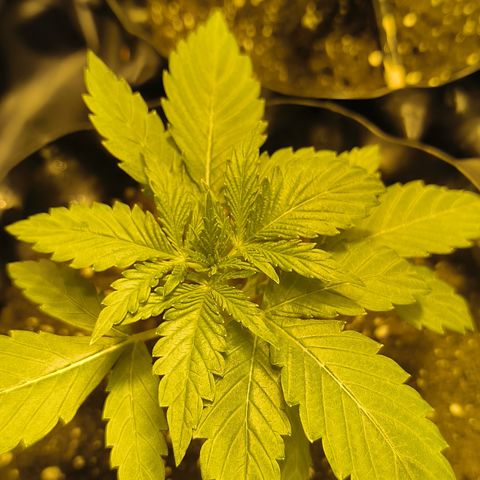 Genética desconocida growlog photo: Empiezan estado vegetativo mis bbs
