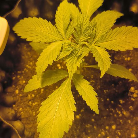 Genética desconocida growlog photo: Empiezan estado vegetativo mis bbs