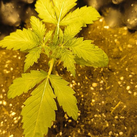 Genética desconocida growlog photo: Empiezan estado vegetativo mis bbs