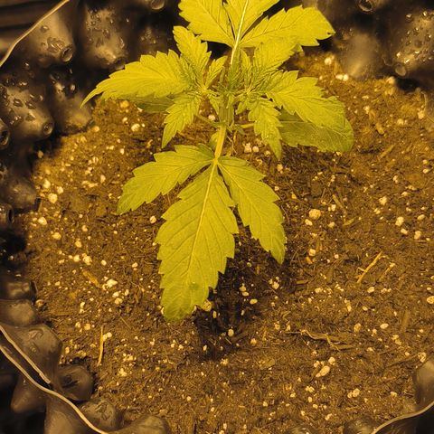 Genética desconocida growlog photo: Empiezan estado vegetativo mis bbs