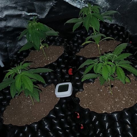 Genética desconocida growlog timeline photo