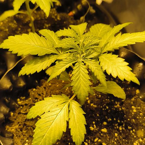 Genética desconocida growlog timeline photo