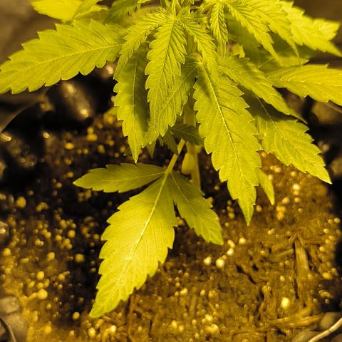 Genética desconocida growlog timeline photo