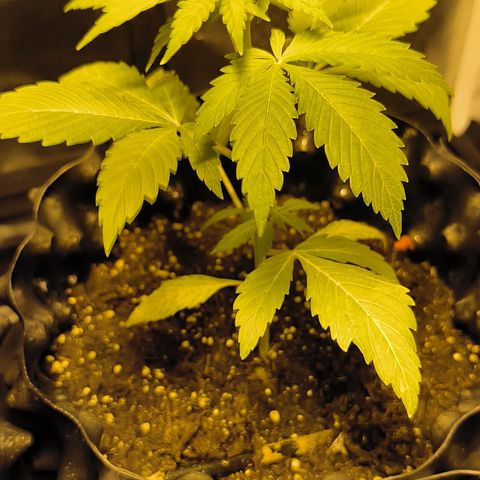 Genética desconocida growlog timeline photo