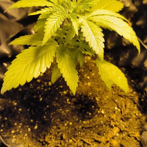 Genética desconocida growlog timeline photo