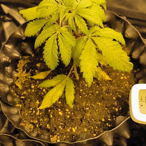 Genética desconocida growlog photo: 4 día que están decaídas 