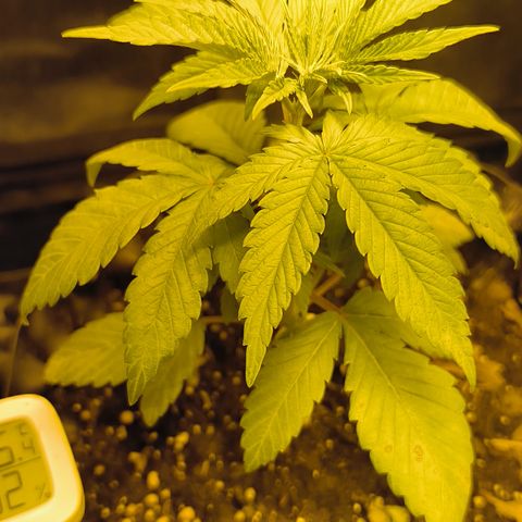 Genética desconocida growlog photo: 4 día que están decaídas 