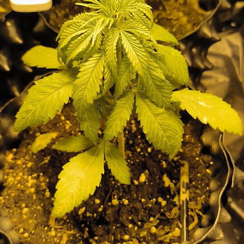 Genética desconocida growlog photo: 4 día que están decaídas 