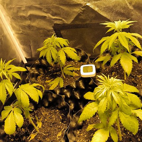 Genética desconocida growlog photo: 4 día que están decaídas 