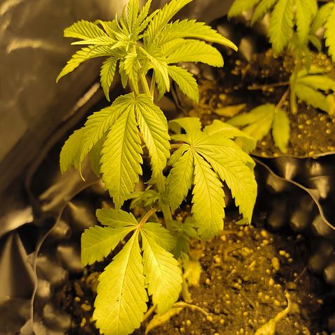 Genética desconocida growlog photo: 4 día que están decaídas 