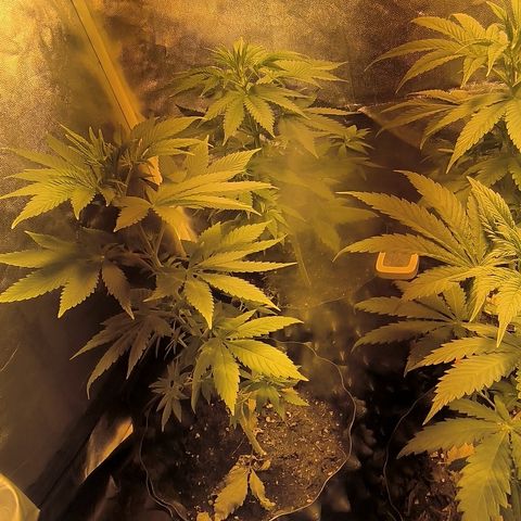 Genética desconocida growlog timeline photo