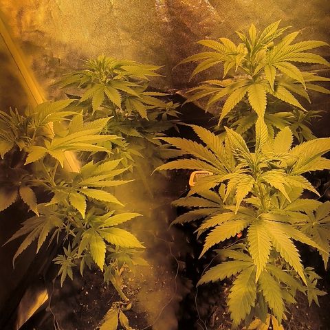 Genética desconocida growlog timeline photo